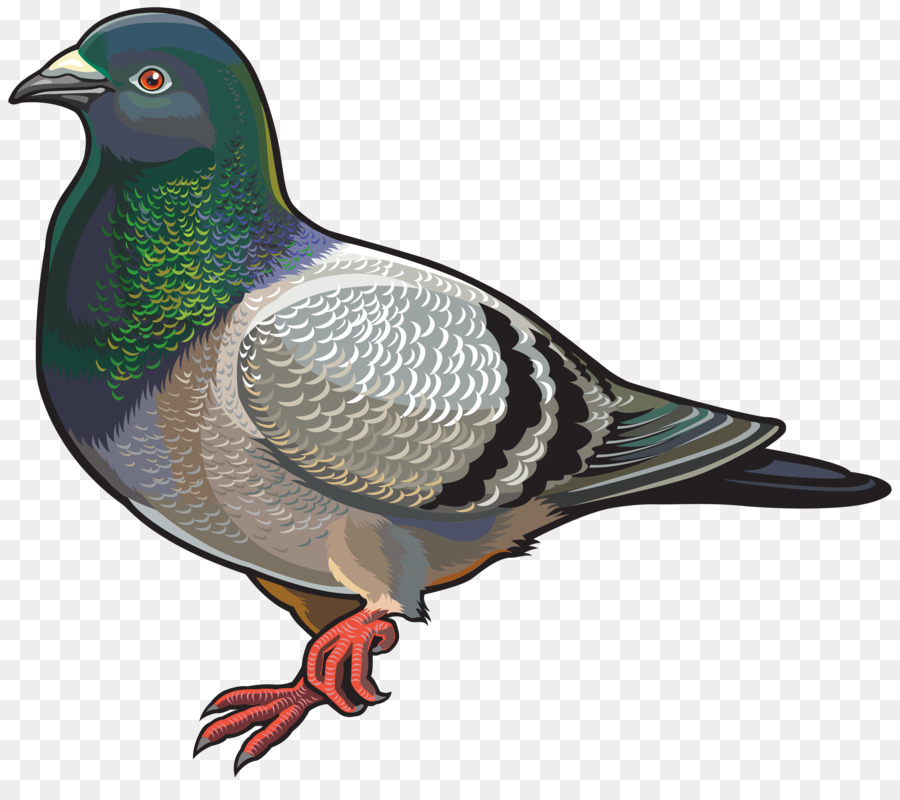 English Carrier pigeon Columbidae Bird Clip art - pigeon png download - 4000*3489 - Free Transparent English Carrier Pigeon png Download.