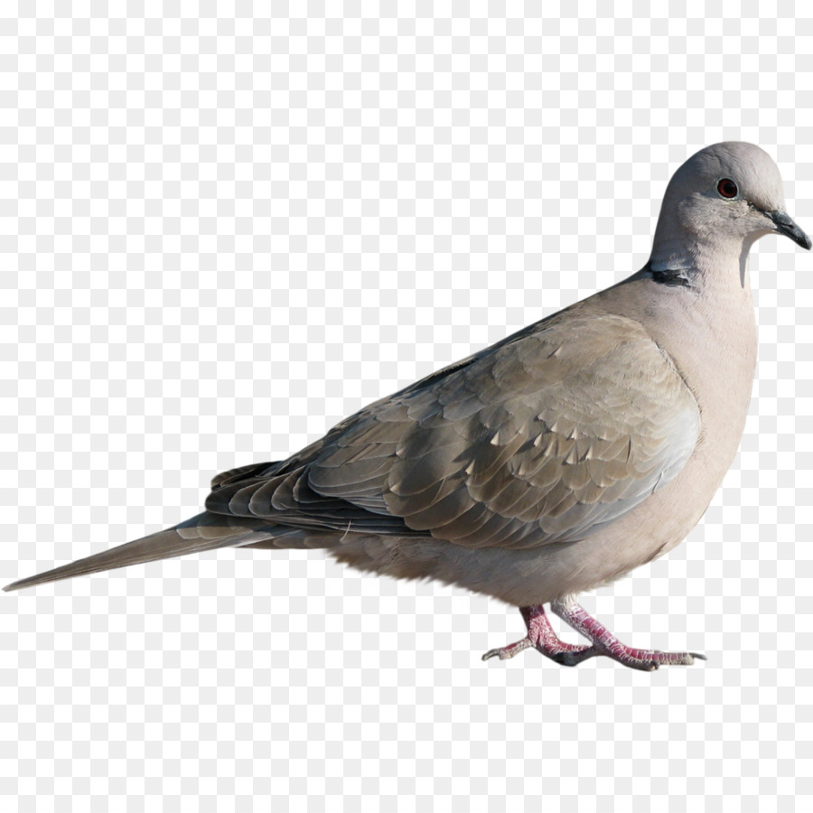 Rock dove Columbidae Homing pigeon Bird Stock dove - Dove Pigeon Creative png download - 1104*1104 - Free Transparent Rock Dove png Download.