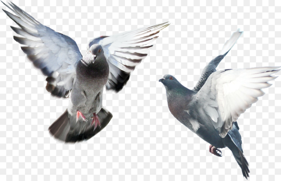 Columbidae Bird English Carrier pigeon - Bird png download - 1508*967 - Free Transparent Columbidae png Download.