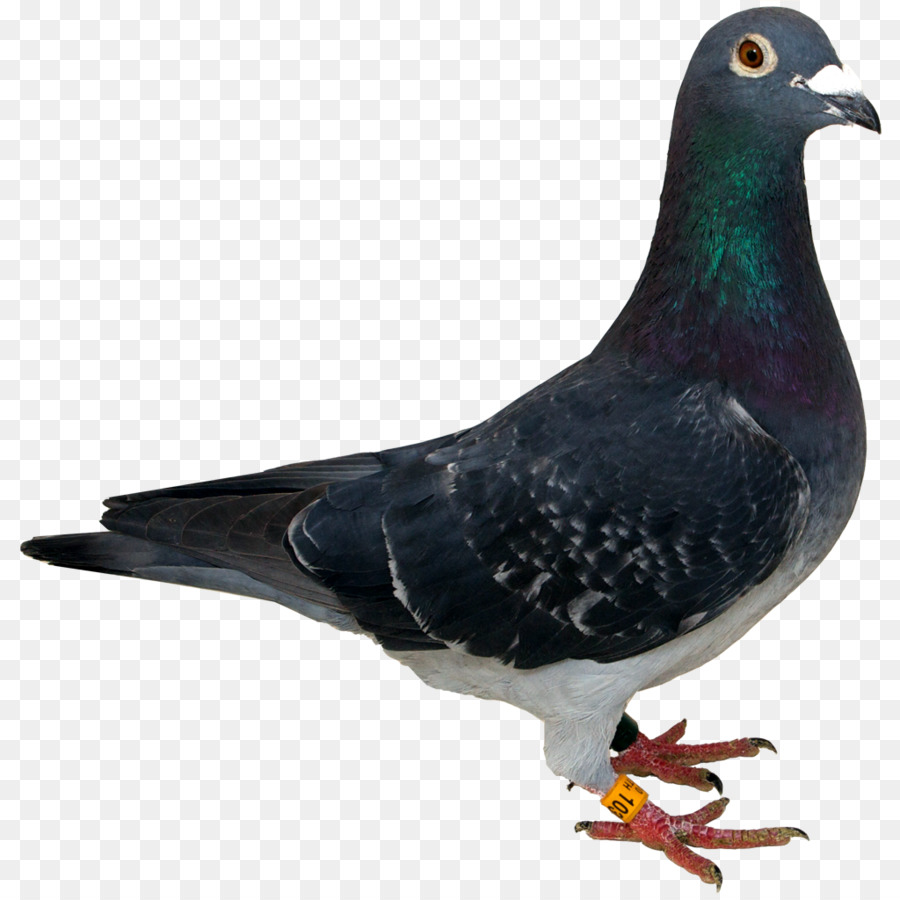 Columbidae Spy Pigeon Clip art - Pigeon PNG Transparent Images png download - 1024*1024 - Free Transparent Columbidae png Download.