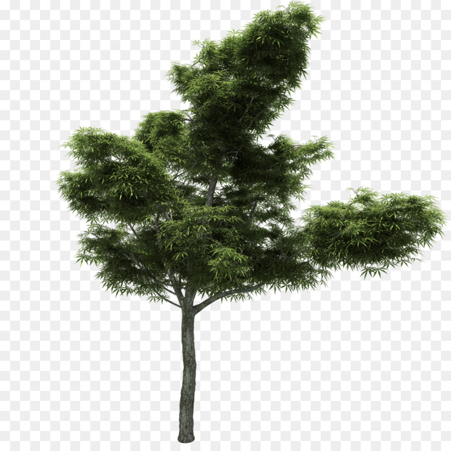 Pine Tree Larch Branch Image - transparent tree png download - 1024*1024 - Free Transparent Pine png Download.