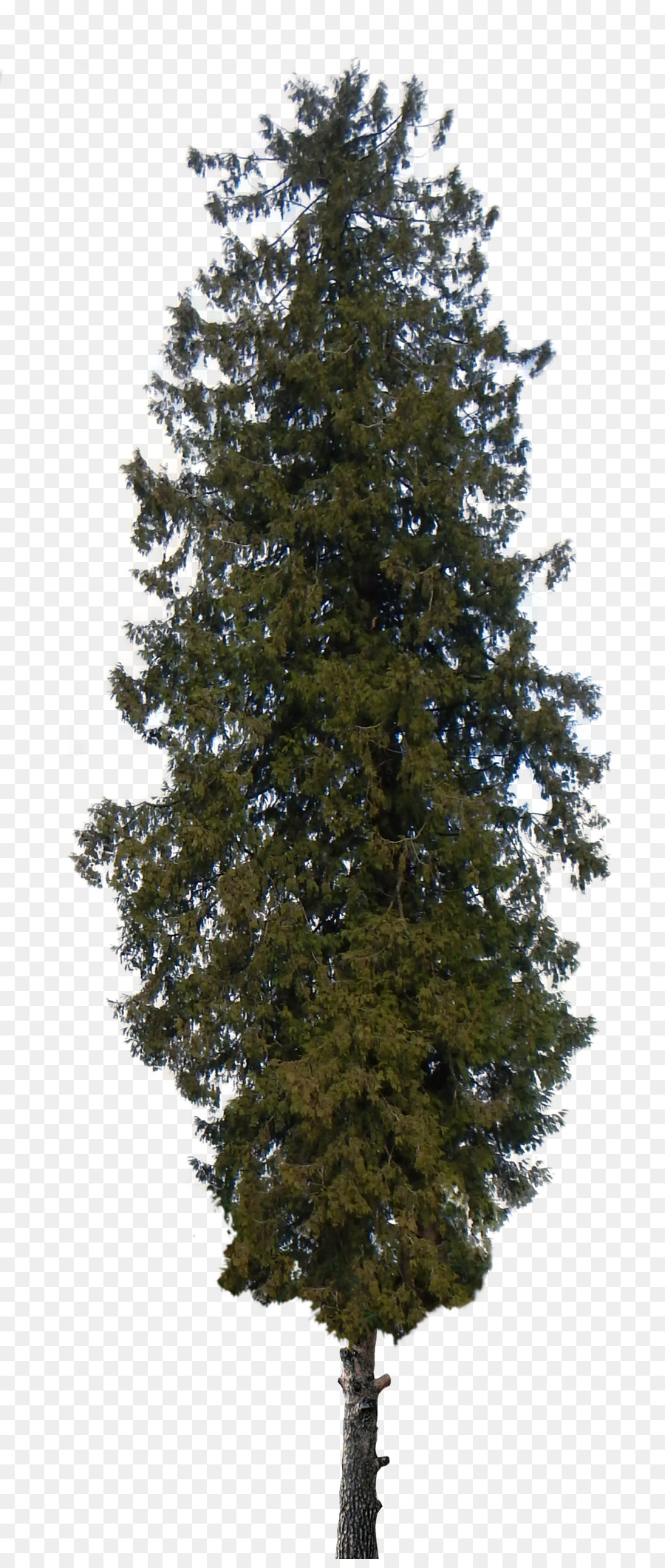 Pine Tree Shrub Cedar Clip art - pine tree png download - 1434*3358 - Free Transparent Pine png Download.