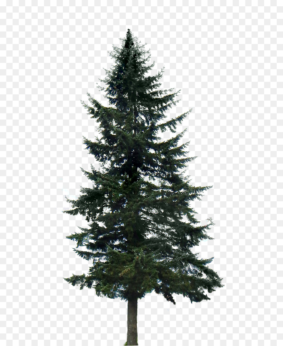 Pine Tree Fir Clip art - trees png download - 591*1099 - Free Transparent Pine png Download.