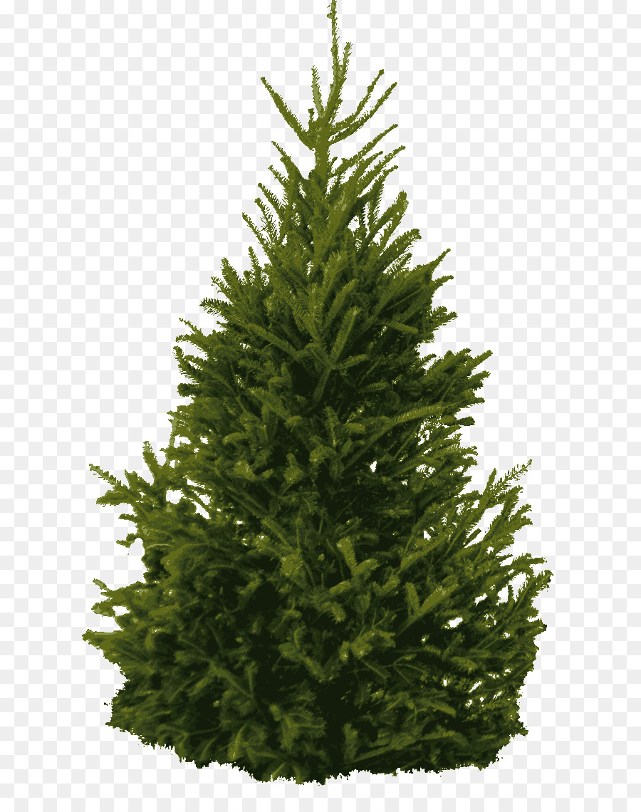Pine Tree Clip art - tree png download - 700*1121 - Free Transparent Pine png Download.
