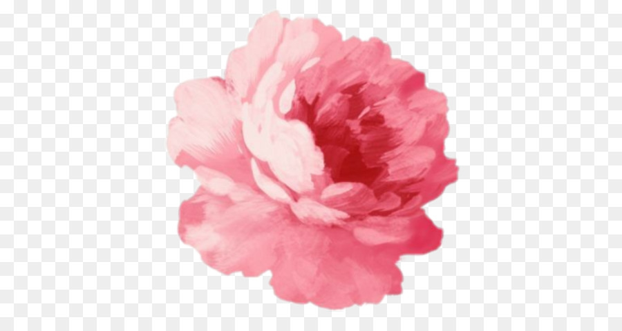 Pink flowers Rose - flower png download - 480*480 - Free Transparent Pink Flowers png Download.