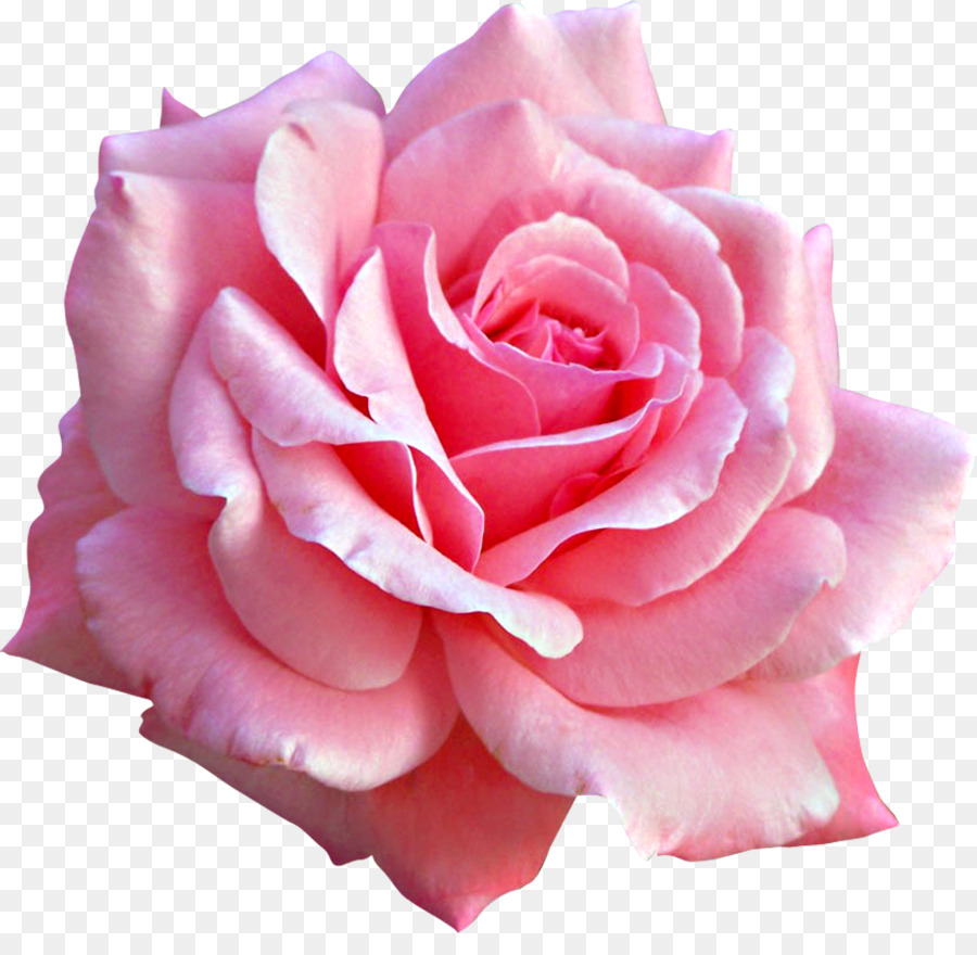 Pink flowers Rose - rose png download - 934*894 - Free Transparent Pink Flowers png Download.