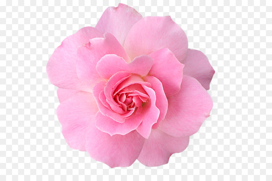 Pink flowers Rose Clip art - rose png download - 600*584 - Free Transparent Pink Flowers png Download.