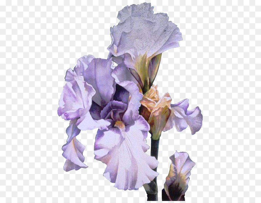 Orris root Clip art Irises Flower GIF - flower png download - 526*693 - Free Transparent Orris Root png Download.