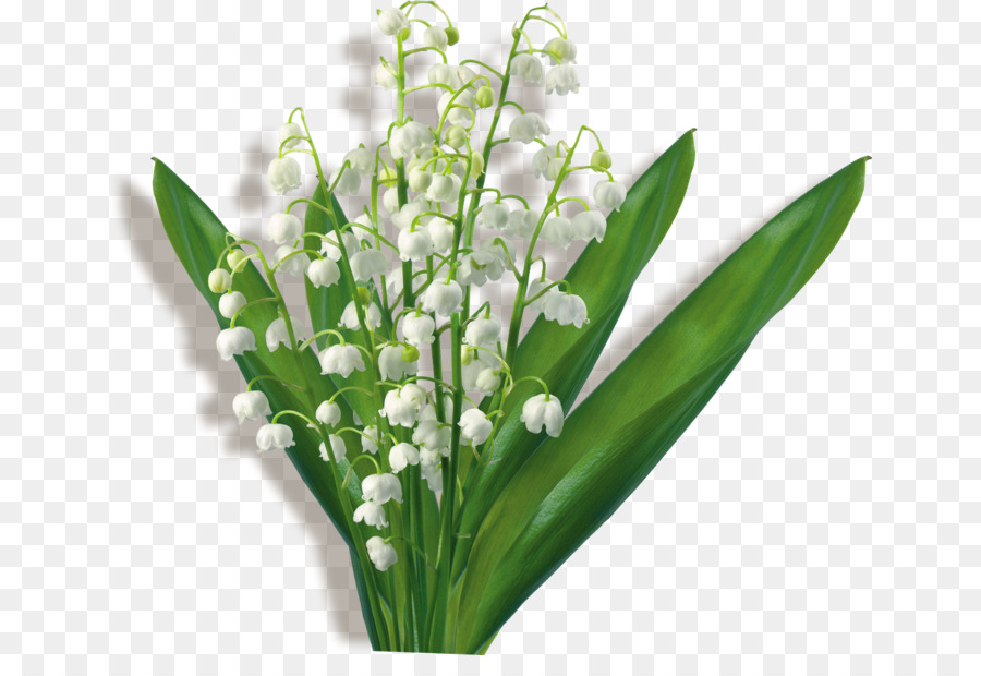 Flower bouquet Clip art Lily of the valley GIF - flower png download - 700*601 - Free Transparent Flower png Download.