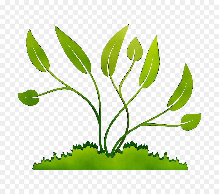 Clip art Plants Portable Network Graphics Transparency Image -  png download - 800*800 - Free Transparent Plants png Download.