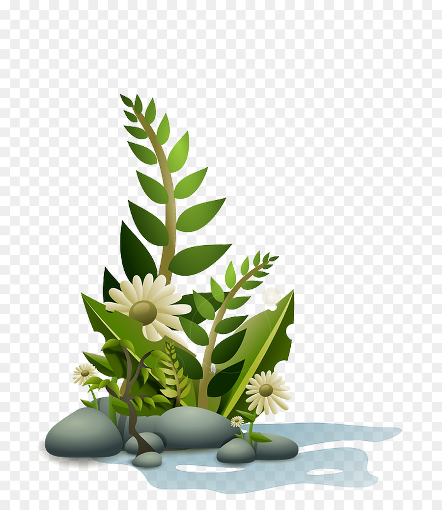 Aquatic Plants Clip art - mar png download - 768*1024 - Free Transparent Plant png Download.