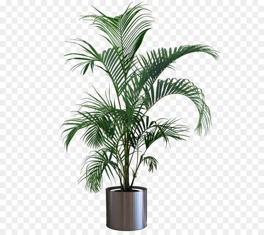 Houseplant Flowerpot Gardening Tree - Indoor plant potted plants png download - 800*800 - Free Transparent Plant png Download.