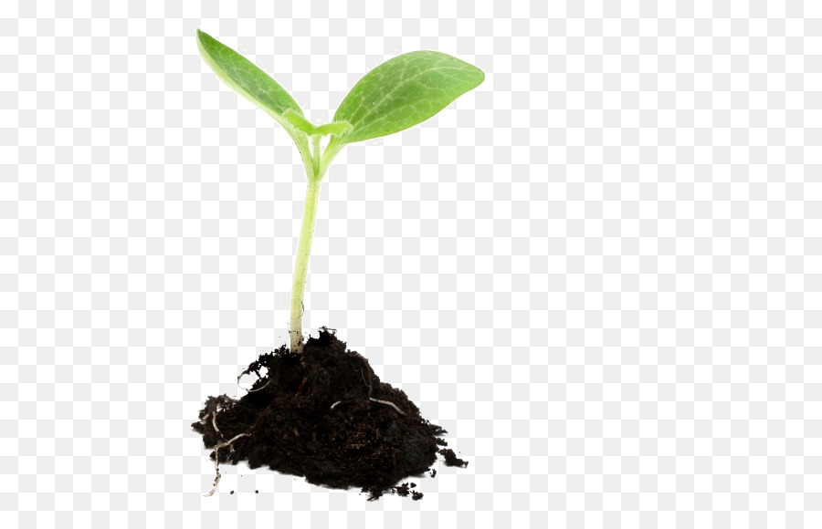 Growing Plants Seedling Sowing - plants png download - 833*576 - Free Transparent Plants png Download.