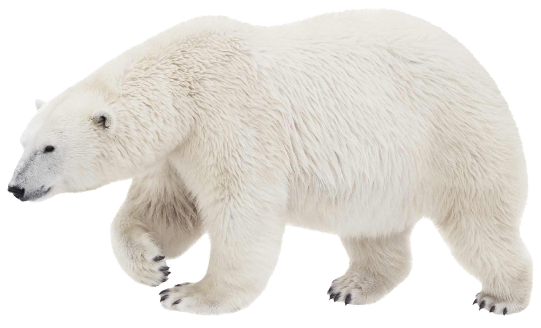 Polar bear Brown bear Stock photography Transparency - polar bear png ...