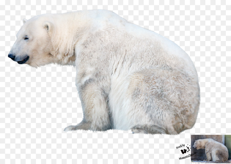Polar bear - Polar Bear PNG File png download - 1062*752 - Free Transparent Polar Bear png Download.