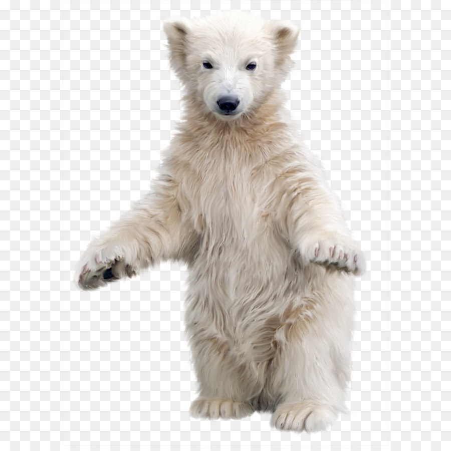 Polar bear Brown bear Clip art - Polar bear png download - 1827*2500 - Free Transparent Polar Bear png Download.