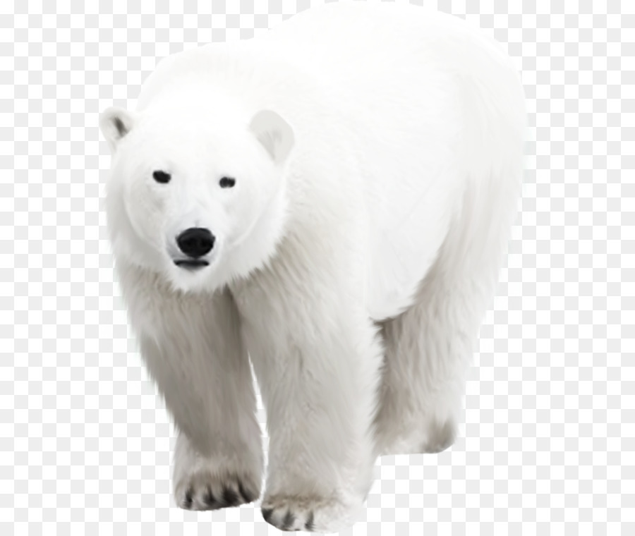 Polar bear Arctic - polar bear png download - 650*759 - Free Transparent Polar Bear png Download.
