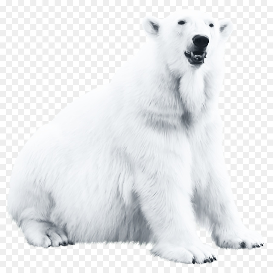 Polar bear Blog - 200 png download - 1024*1024 - Free Transparent Polar Bear png Download.