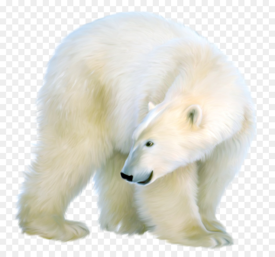 Polar bear Clip art - bear png download - 2378*2216 - Free Transparent Polar Bear png Download.