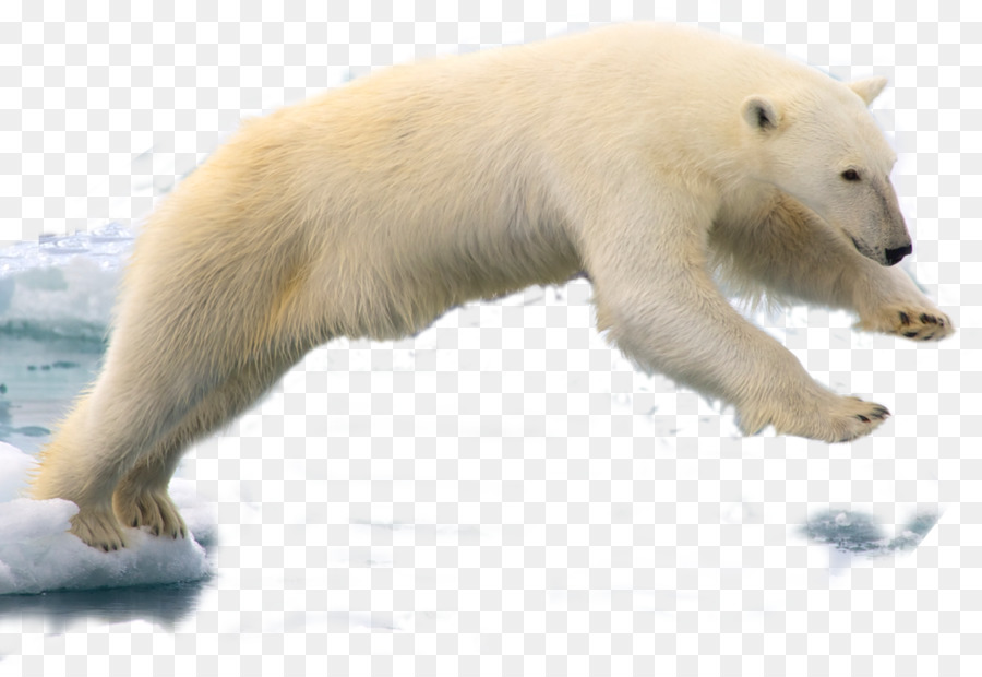 Spitsbergen Polar bear Walrus - bear png download - 1368*925 - Free Transparent Spitsbergen png Download.