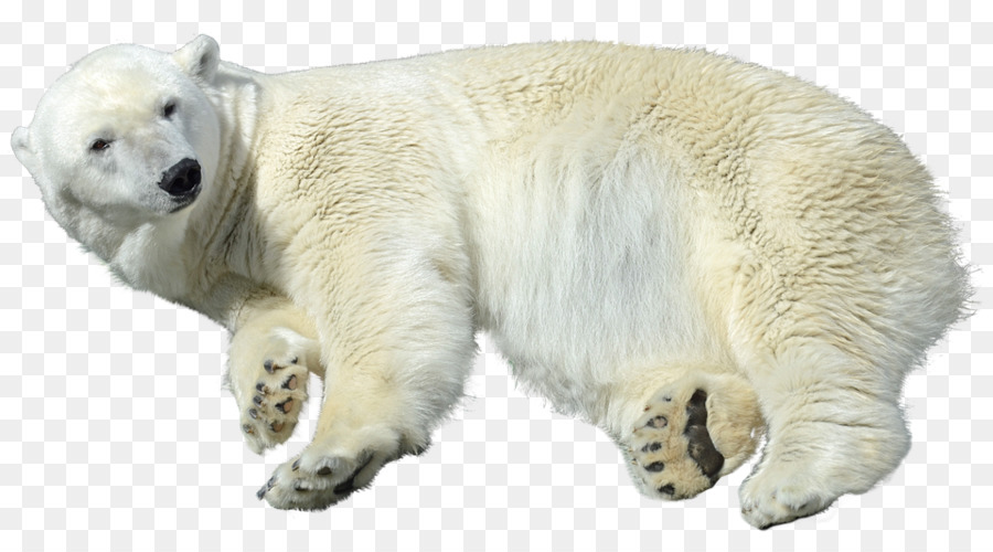 Arctic Polar Bear Polar Bear Care Animal - polar bear png download - 960*524 - Free Transparent Polar Bear png Download.