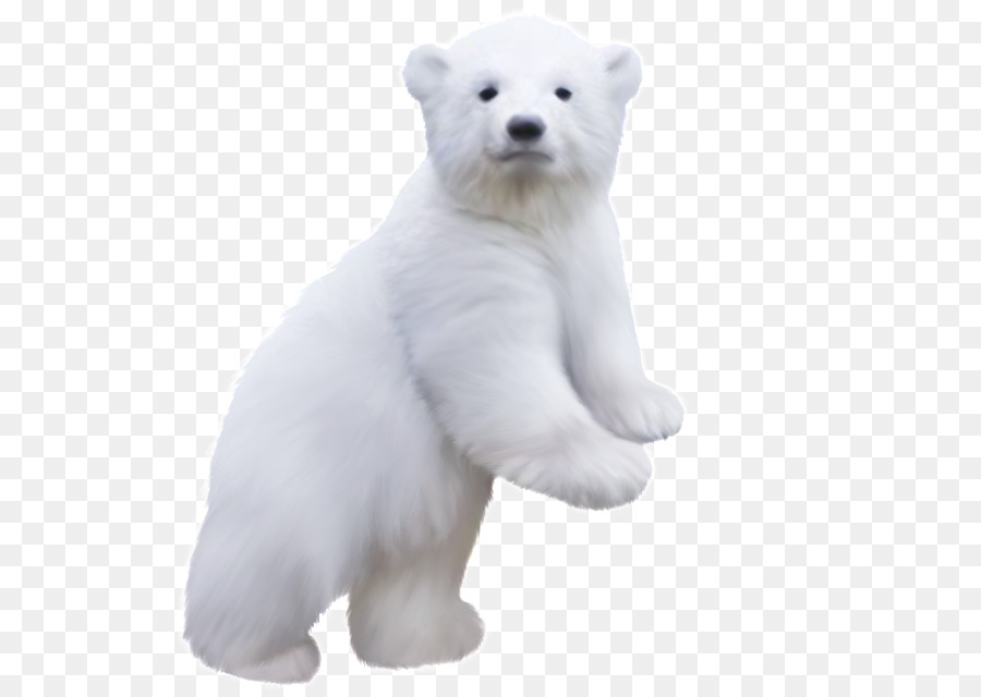 Polar bear Clip art - polar bear png download - 640*640 - Free Transparent Polar Bear png Download.