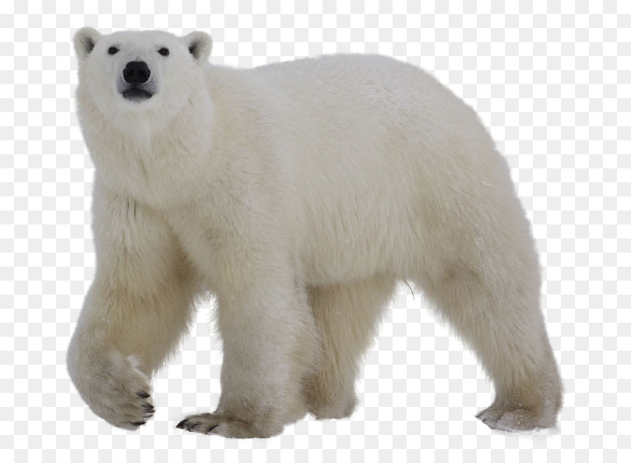 Polar bear Clip art - bear png download - 784*652 - Free Transparent Polar Bear png Download.