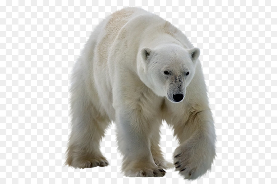 Polar bear Kodiak bear Ursinae - Polar white bear PNG png download - 574*600 - Free Transparent Polar Bear png Download.