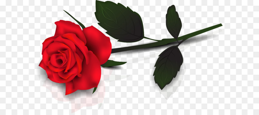 Rose Clip art - Lovely Transparent Red Rose Clipart png download - 1650*1001 - Free Transparent The Phantom Of The Opera png Download.