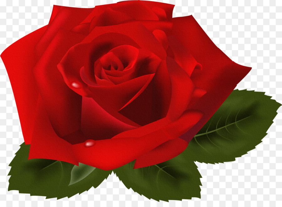 Rose Clip art - red rose png download - 1217*872 - Free Transparent Rose png Download.