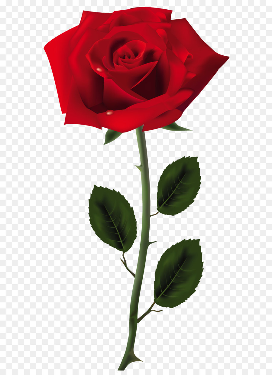 Rose Clip art - Red Rose PNG Art Picture png download - 1026*1943 - Free Transparent Rose png Download.