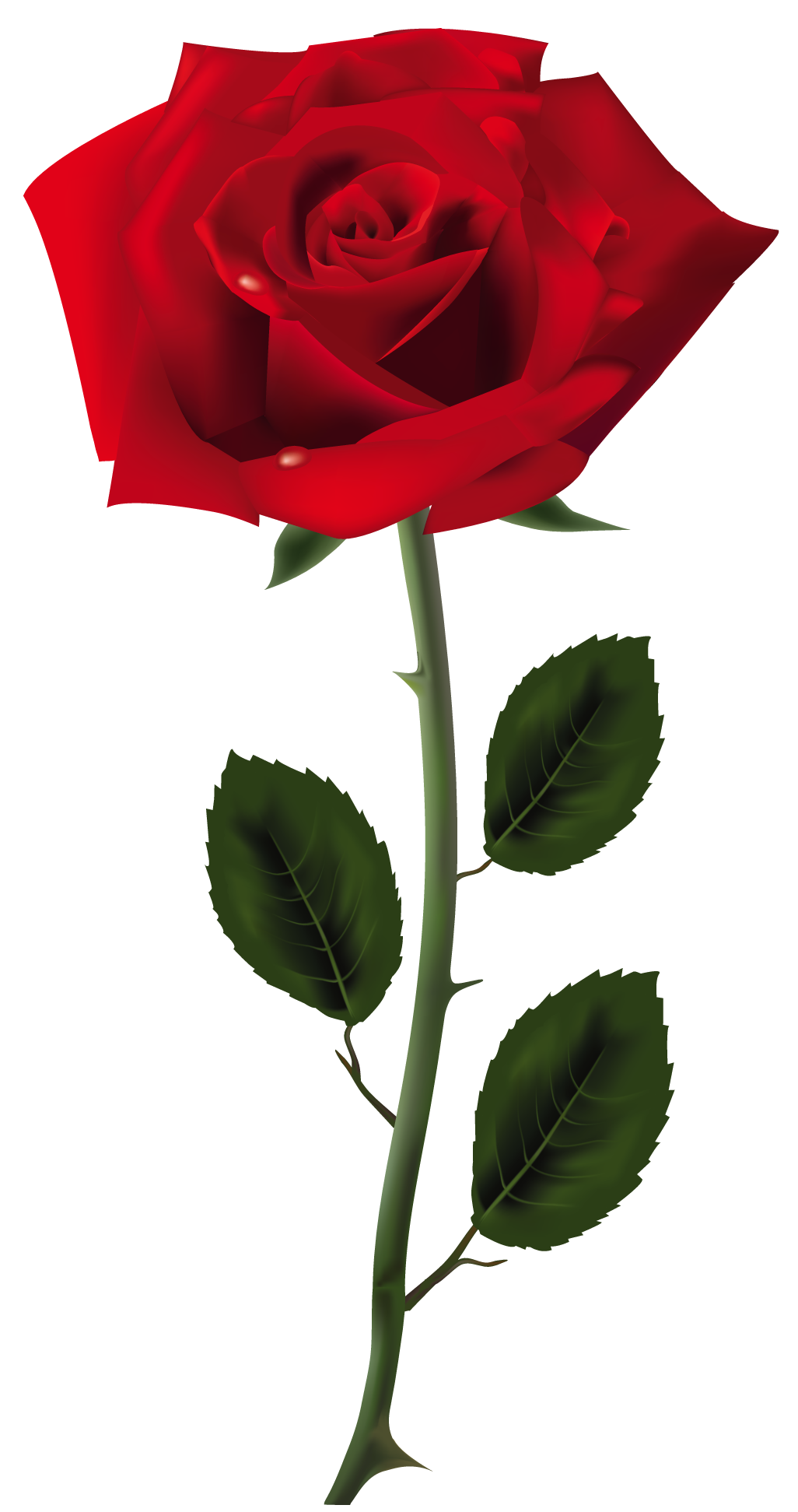Rose Clip art - Red Rose PNG Art Picture png download - 1026*1943 ...
