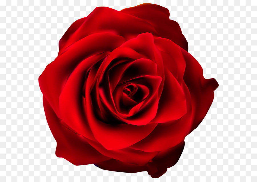 Rose Red Clip art - Red Rose Transparent PNG Clip Art Image png download - 3000*2943 - Free Transparent Rose png Download.