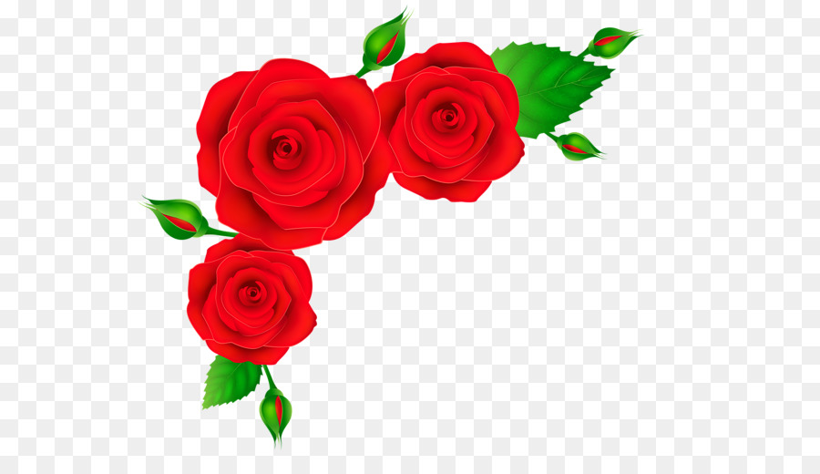 Rose Red Clip art - red rose border png download - 600*503 - Free Transparent Rose png Download.