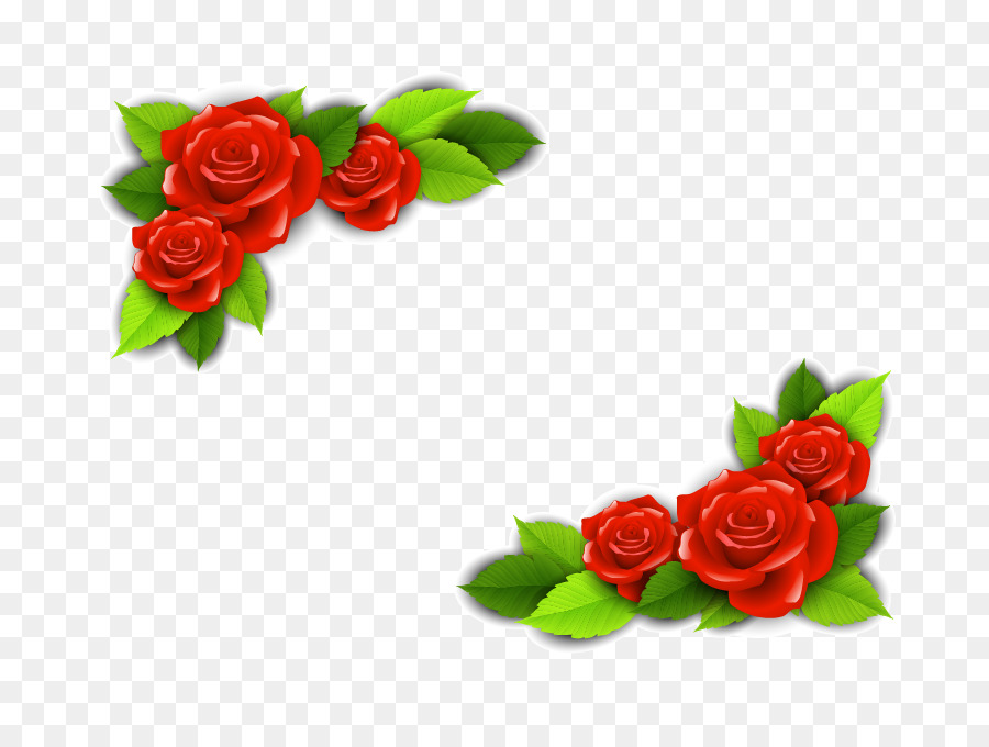 Beach rose Flower Adobe Illustrator - Vector Red Rose Border png download - 834*665 - Free Transparent Beach Rose png Download.