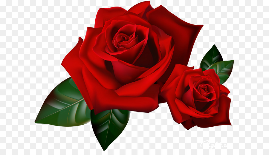 Rose Animation YouTube - red rose border png download - 670*506 - Free Transparent Rose png Download.