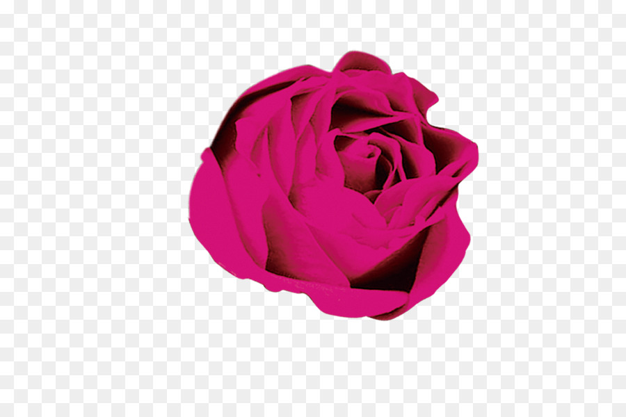 Rose Flower Download - Rose png download - 591*591 - Free Transparent Rose png Download.