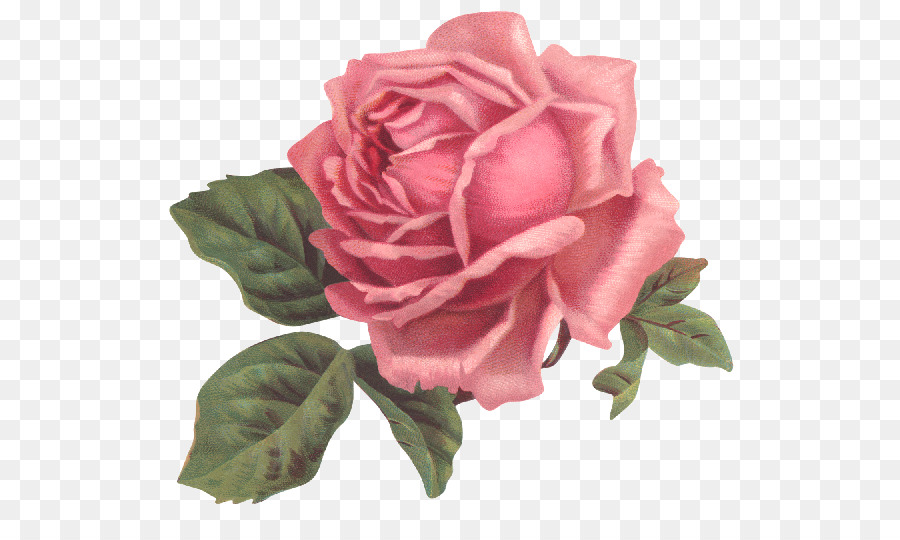 Garden roses Flower Pink Floral design - rose png download - 640*540 - Free Transparent Rose png Download.