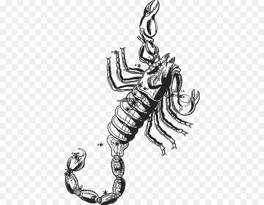 Scorpio Scorpius Constellation Astrological sign Zodiac - Scorpio Zodiac png download - 462*700 - Free Transparent Scorpio png Download.