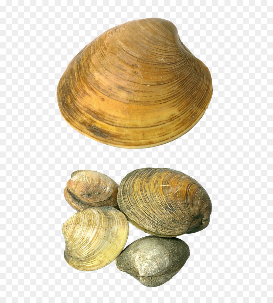 Cockle Seashell Clip art - Transparent Seashells PNG Picture png download - 842*1273 - Free Transparent Cockle png Download.