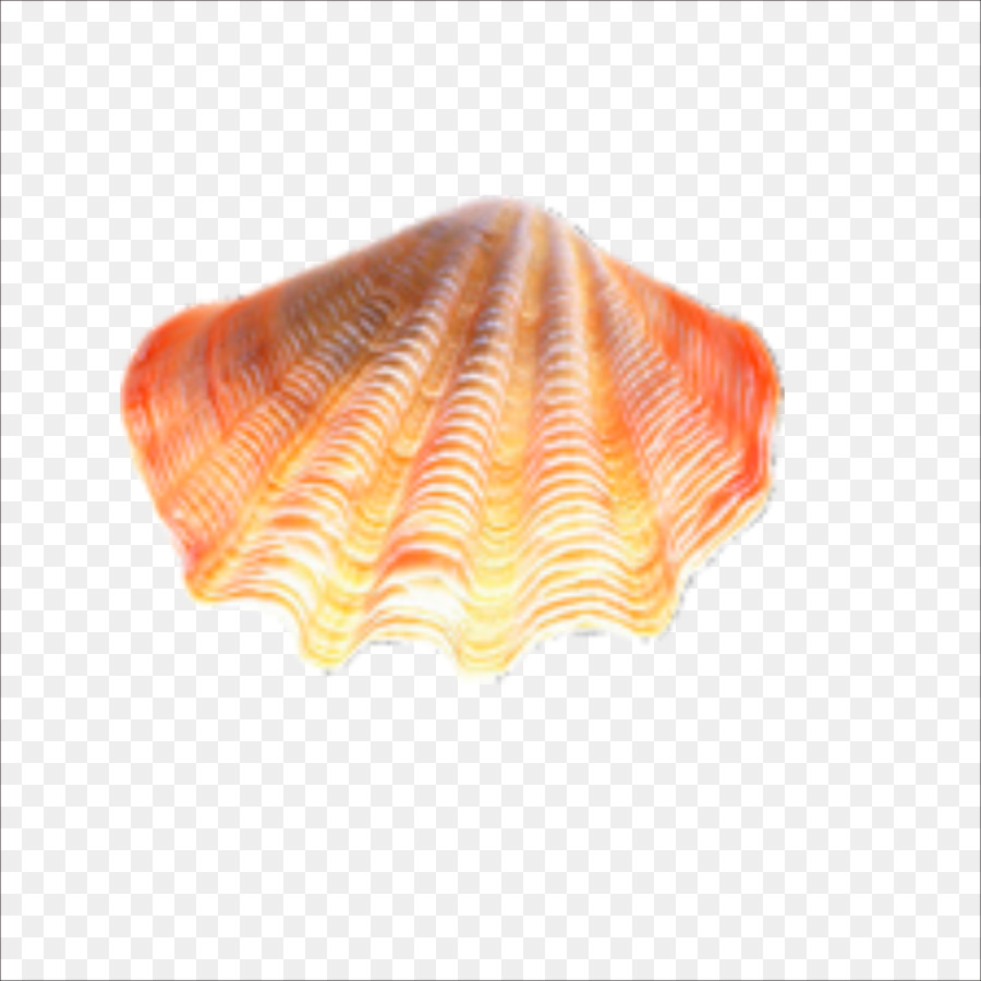 Seashell - Seashells png download - 1773*1773 - Free Transparent Seashell png Download.