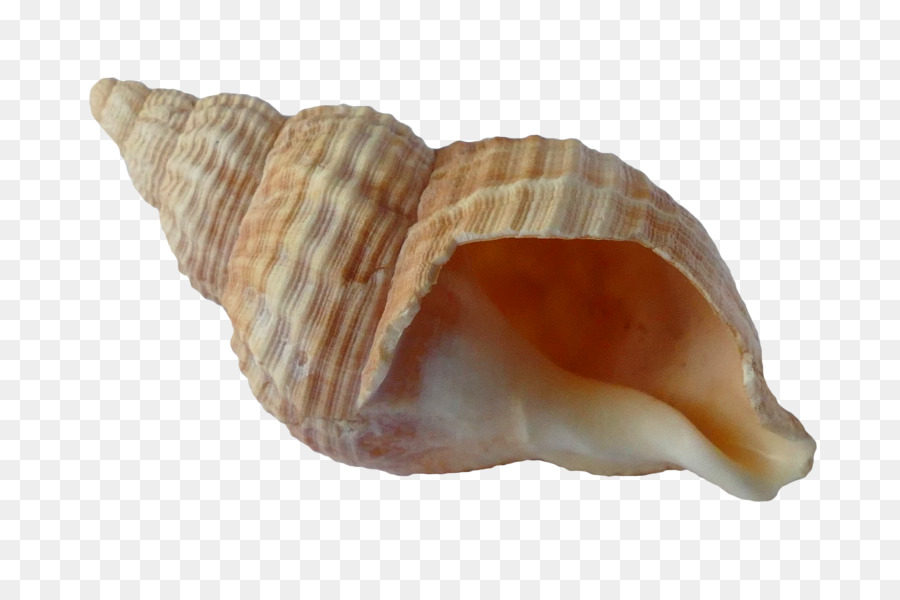 Seashell Mollusc shell Shell beach - seashell png download - 5472*3648 - Free Transparent Seashell png Download.