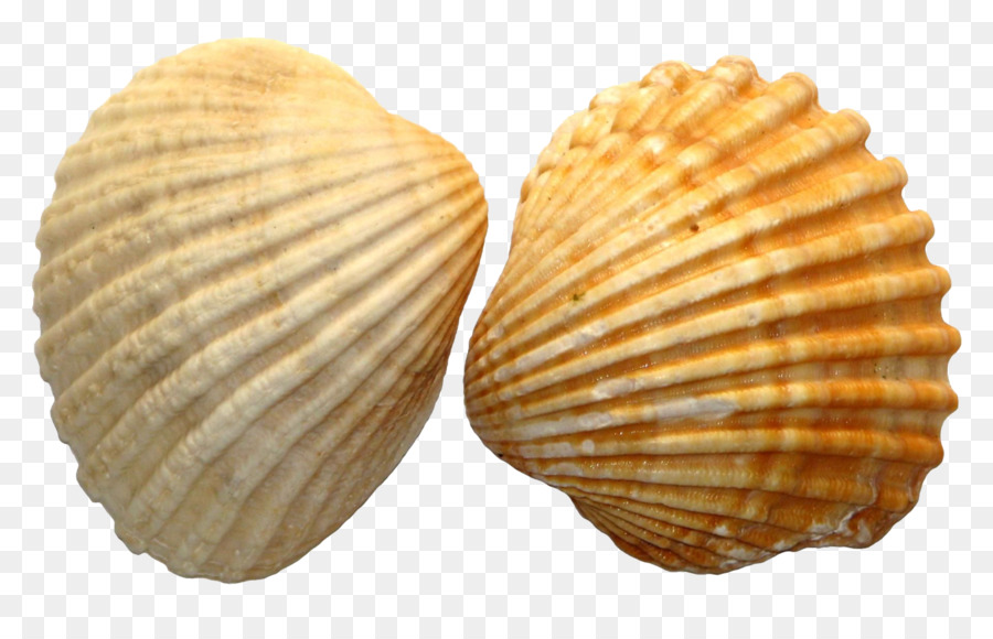 Seashell Royal Dutch Shell Clip art - Shell png download - 2100*1313 - Free Transparent Seashell png Download.