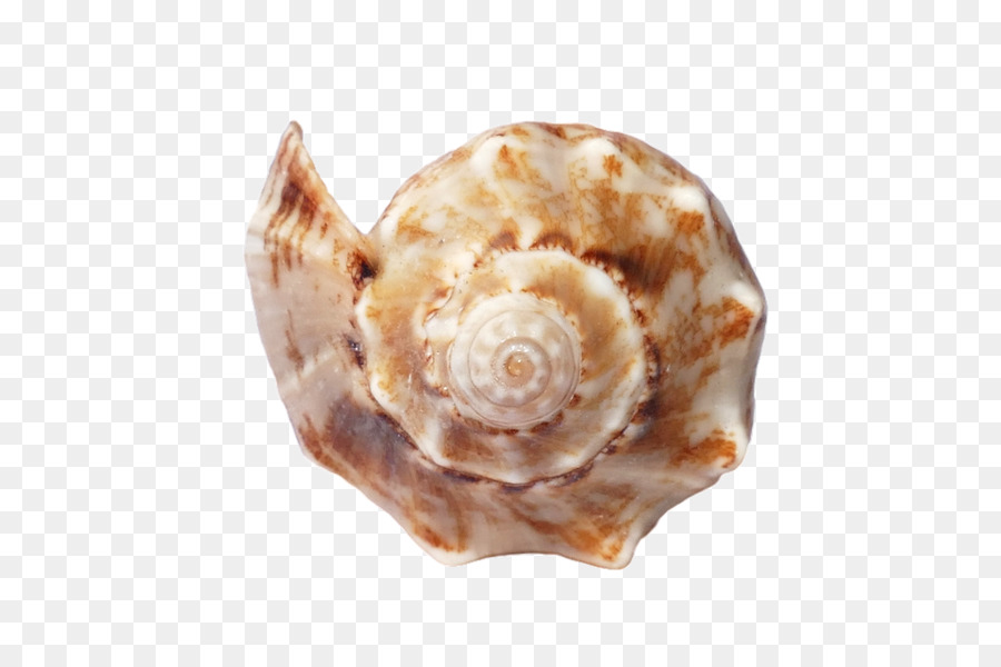 Shore Seashell Sand Mollusc shell Canvas print - sea png download - 960*640 - Free Transparent Shore png Download.
