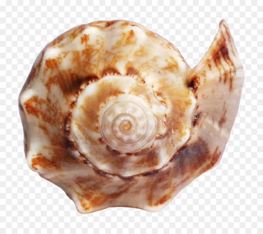 Seashell - Sea Ocean Shell png download - 1166*1022 - Free Transparent Seashell png Download.