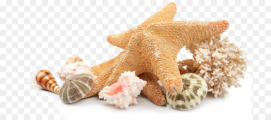 Seashell Beach Clip art - sea shells png download - 770*400 - Free Transparent Seashell png Download.