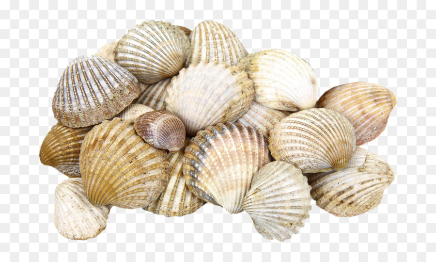 Shore Seashell Cockle Clam - A pile of seashells png download - 800*533 - Free Transparent Shore png Download.