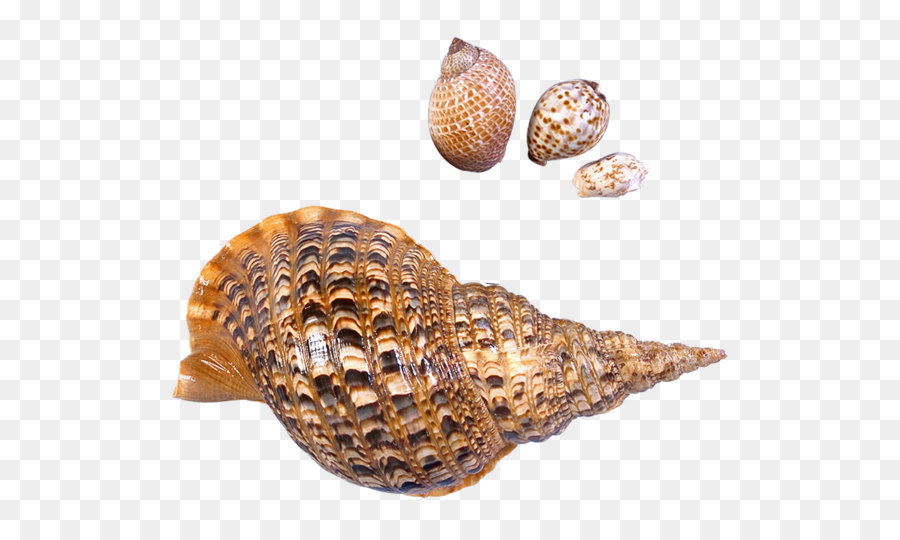 Seashell Beach Sea snail - Transparent Sea Snails Shells Picture png download - 864*708 - Free Transparent Seashell png Download.