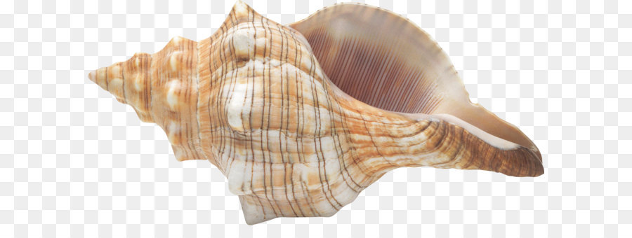 Conch Seashell Clip art - Seashell PNG png download - 2472*1225 - Free Transparent Seashell png Download.