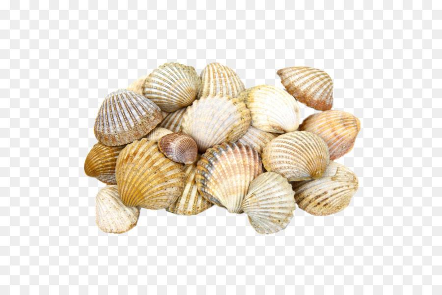 Cockle Seashell Light Clam - Scallop shell png download - 600*600 - Free Transparent Cockle png Download.